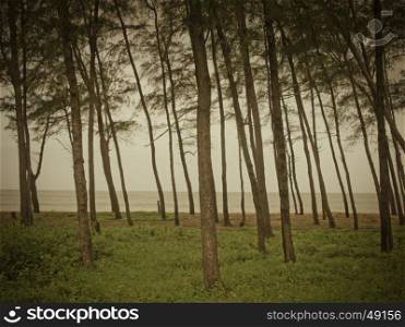 Trees near seashore at Kappad. Calicut, Kerala, India