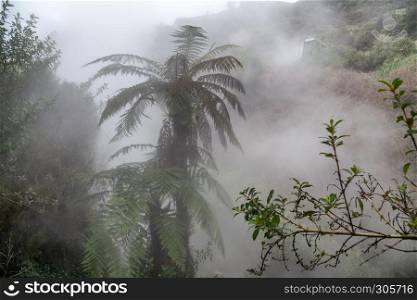 Trees of Rain Forest. Tropical vegetation shrouded by mist.