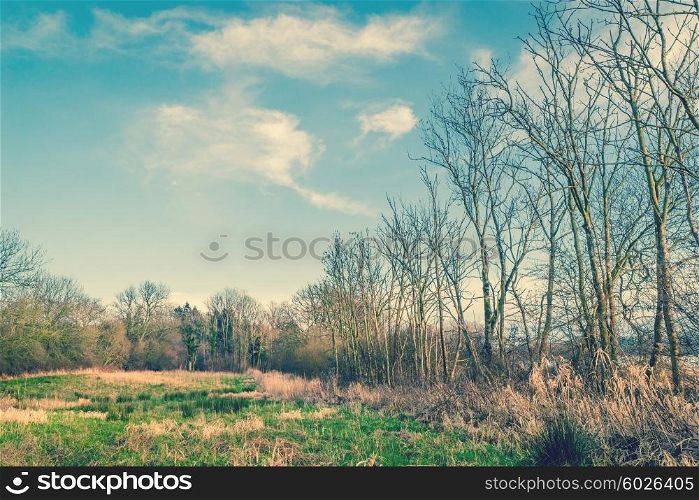 Trees on a field with blue sky in the winter