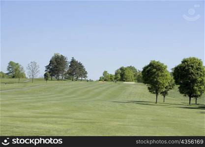 Trees on a golf course