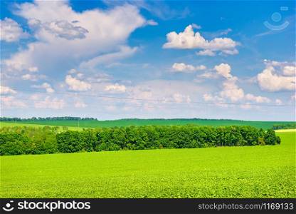 Trees on a green field and bright cloudy sky at summer