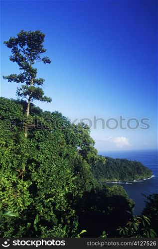 Trees on a hill, Caribbean