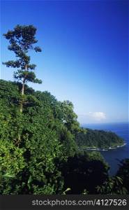 Trees on a hill, Caribbean