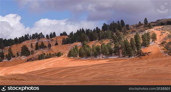 Trees on a hill, Coral Pink Sand Dunes State Park, Utah, USA