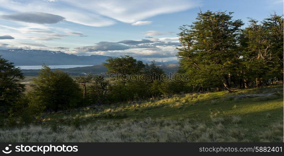 Trees on a hill, Patagonia, Chile