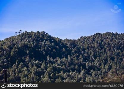 Trees on a hill, San Cristobal De Las Casas, Chiapas, Mexico