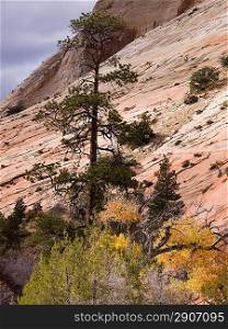 Trees on a hill, Zion National Park, Utah, USA