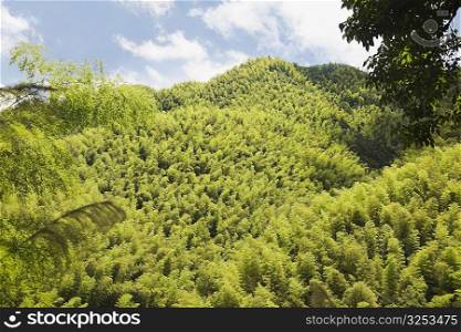 Trees on a landscape, Emerald Valley, Huangshan, Anhui Province, China