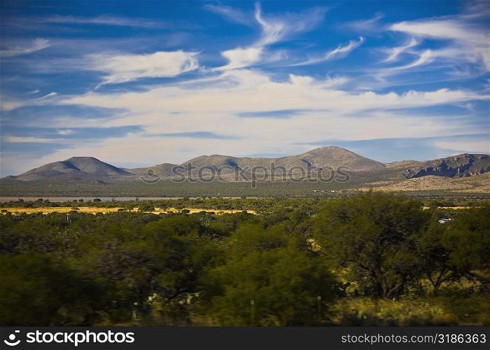 Trees on a landscape with mountains in the background, San Luis Potosi, Mexico