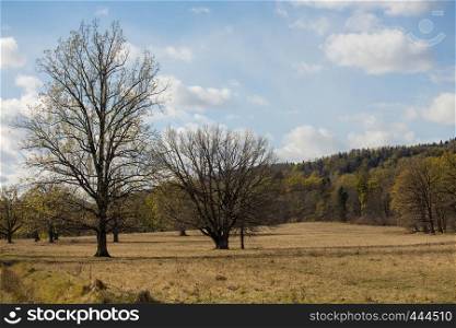trees on a meadow at the autumn forest