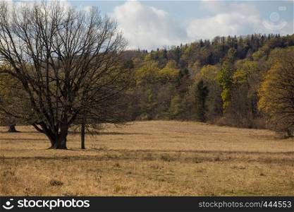 trees on a meadow at the autumn forest
