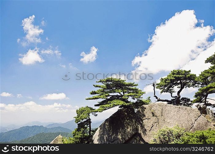 Trees on a mountain, Huangshan, Anhui province, China