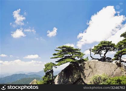 Trees on a mountain, Huangshan, Anhui province, China