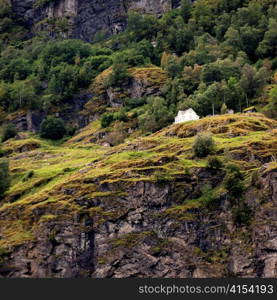 Trees on a mountain, Sognefjord, Norway