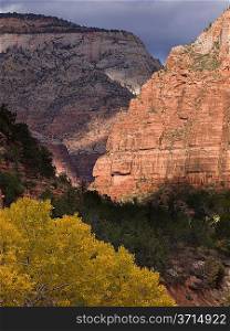 Trees on a mountain, Zion National Park, Utah, USA
