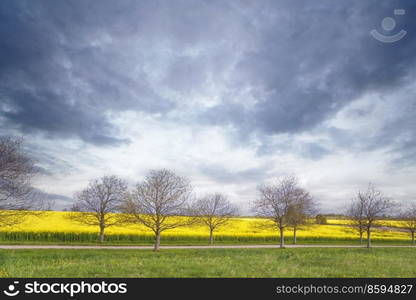 Trees on a row in front of a rapeseed field with yellow flowers and a horizontal dirt road