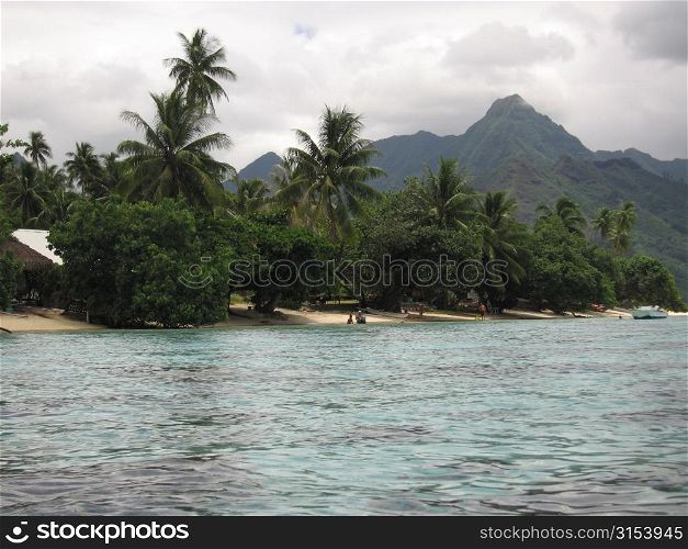 Trees on a seashore, Moorea, Tahiti, French Polynesia, South Pacific