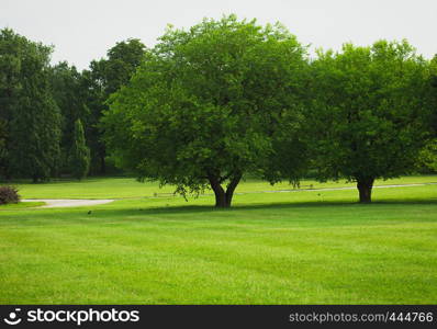 trees on an empty green lawn at the city park