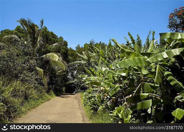 Trees on both sides of a road, Maui, Hawaii Islands, USA