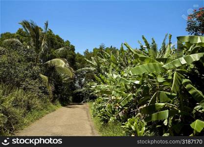 Trees on both sides of a road, Maui, Hawaii Islands, USA
