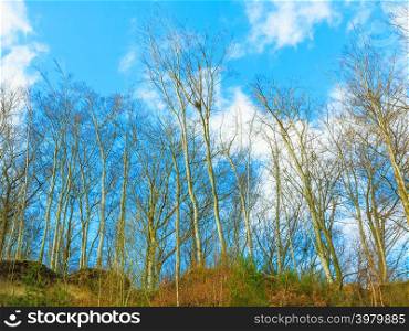 trees on cliff and cloudy blue sky, coastline in Gdynia, Poland. Nature environment. Trees on cliff and cloudy blue sky,