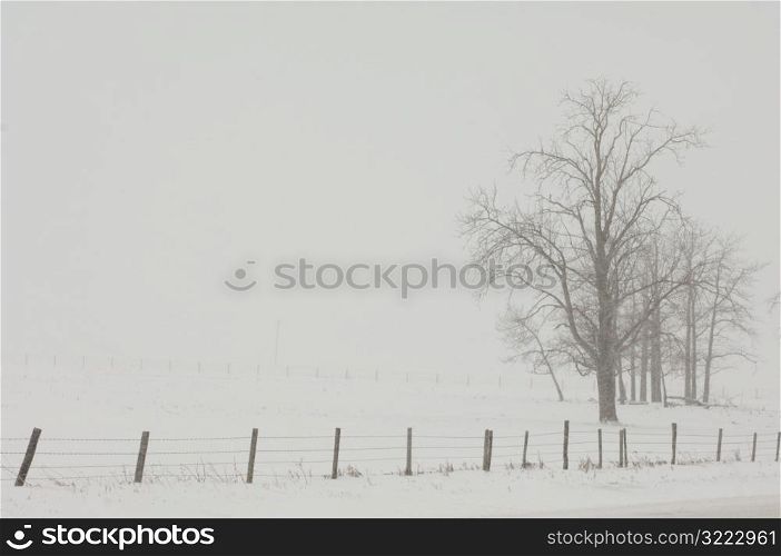 Trees on field of snow in Alberta Canada