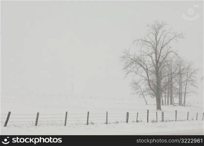 Trees on field of snow in Alberta Canada