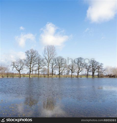 trees on flooded flood plains of river ijssel near Zalk between Kampen and Zwolle in the netherlands