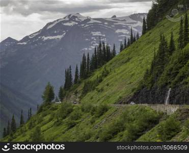 Trees on hill with snowcapped mountain in the background, Going-to-the-Sun Road, Glacier National Park, Glacier County, Montana, USA