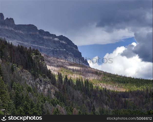 Trees on landscape with mountain range in the background, Going-to-the-Sun Road, Glacier National Park, Glacier County, Montana, USA