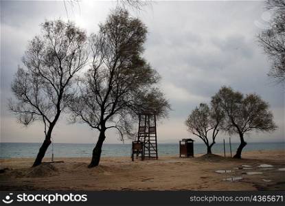 Trees on lifeless beachfront