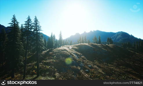 trees on meadow between hillsides with conifer forest