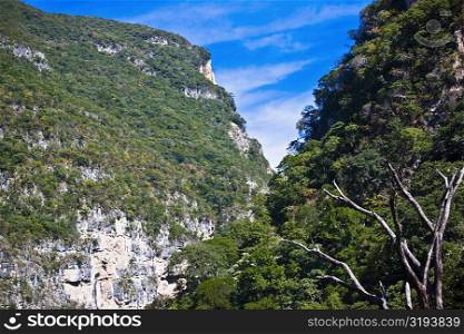 Trees on mountains, Sumidero Canyon, Chiapas, Mexico