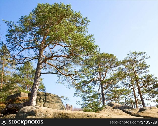 "trees on rocks top on blue sky background ( "Skeli Dovbusha" , Ivano-Frankovsk Region, Ukraine)"
