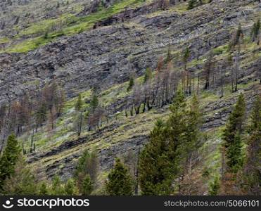 Trees on slope of mountain, Going-to-the-Sun Road, Browning, Glacier National Park, Glacier County, Montana, USA