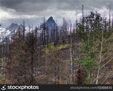 Trees on slope of mountain, Going-to-the-Sun Road, Glacier National Park, Glacier County, Montana, USA