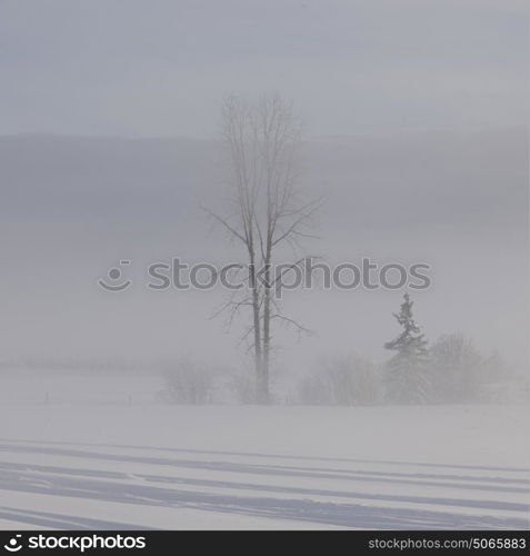 Trees on snow covered landscape, British Columbia Highway 97, British Columbia, Canada