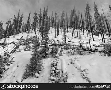 Trees on snow covered landscape, Improvement District No. 12, Maligne Lake, Jasper, Jasper National Park, Alberta, Canada