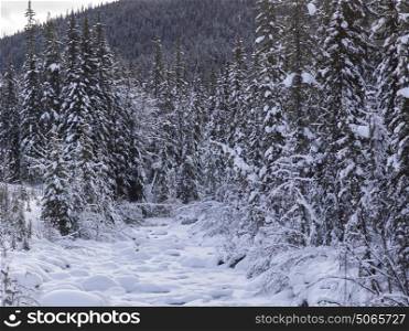 Trees on snow covered landscape, Maligne Lake, Jasper, Jasper National Park, Alberta, Canada