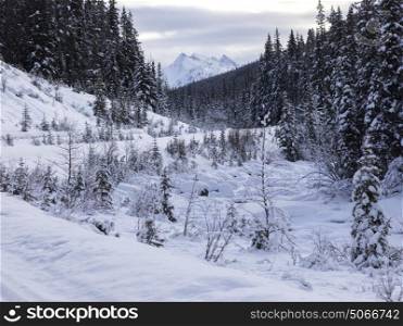 Trees on snow covered landscape, Maligne Lake, Jasper, Jasper National Park, Alberta, Canada