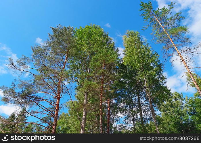 Trees on summer day in forest on blue sky background. Trees on summer day in forest