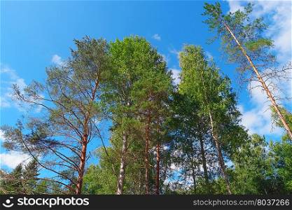 Trees on summer day in forest on blue sky background. Trees on summer day in forest