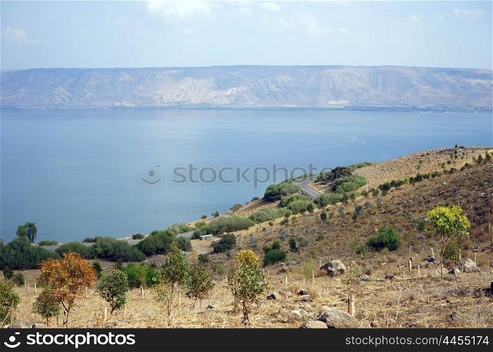 Trees on the bank of Kinneret lake, Israel