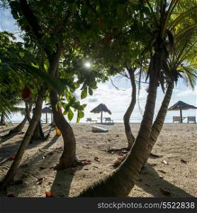 Trees on the beach, Utopia Village, Utila, Bay Islands, Honduras