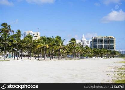 Trees on the beach with buildings in the background, South Beach, Miami Beach, Florida, USA