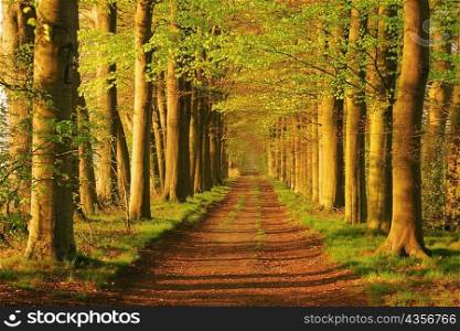 Trees on the both sides of a country road, Netherlands