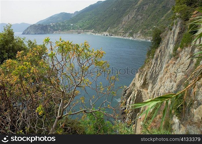 Trees on the coast, Italian Riviera, Cinque Terre National Park, Italy