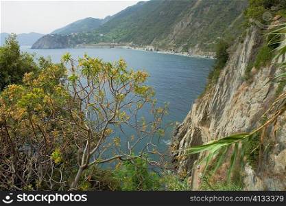 Trees on the coast, Italian Riviera, Cinque Terre National Park, Italy