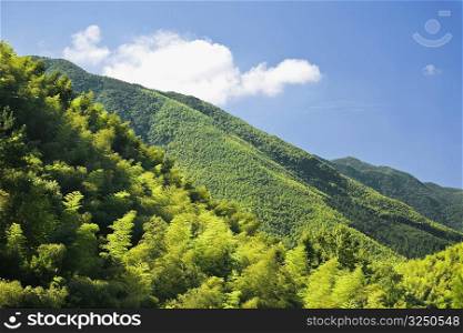 Trees on the hillside, Emerald Valley, Huangshan, Anhui Province, China