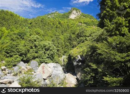 Trees on the hillside, Emerald Valley, Huangshan, Anhui Province, China